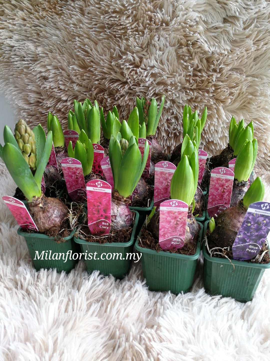 Milan Florist 风信子 Hyacinthus 一桶金 旺来福气来 黄金满地 蝴蝶兰 杜鹃花 牡丹花 桃花 银柳 迎春花 步步高升 竹报平安