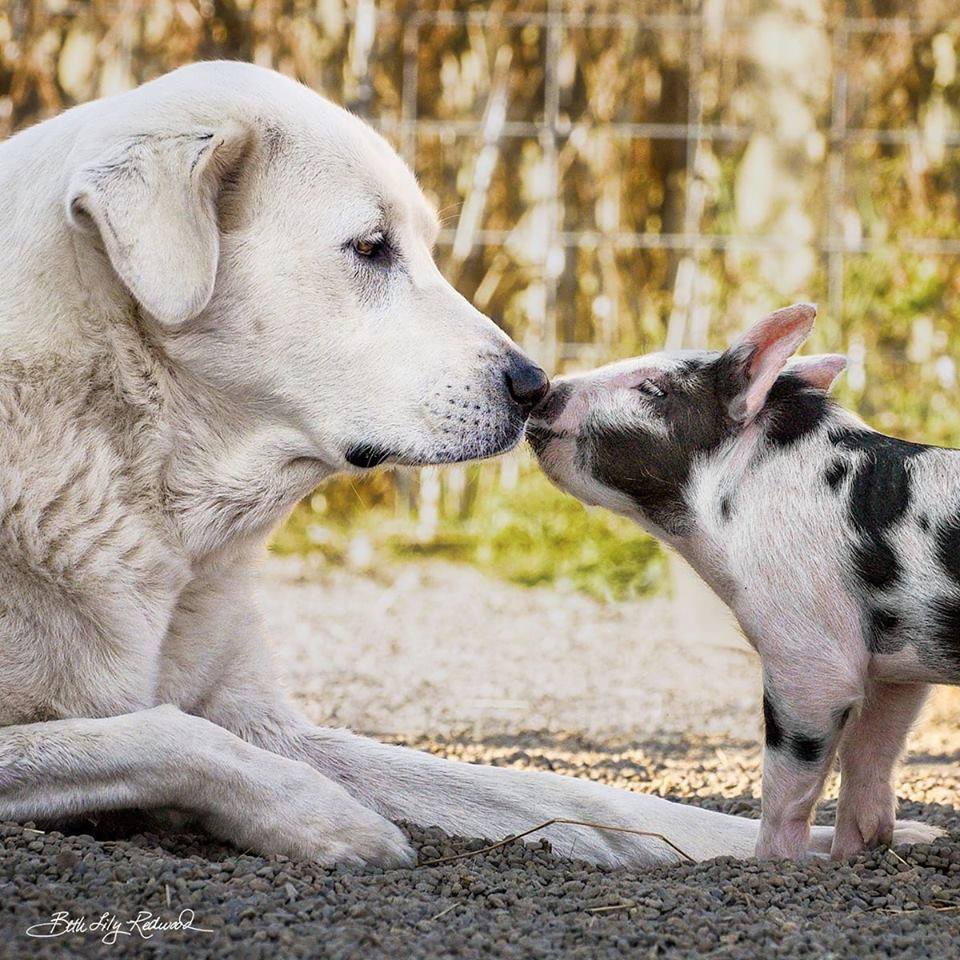 Animalconnect's tweet photo. Lighthouse Farm Sanctuary is located in the heart of the Willamette Valley halfway between Portland and Eugene.

As a 501(c)(3) organization, we
are dedicated to offering a safe
and loving refuge to neglected
and abused farm animals. 

❤️❤️❤️ Love &amp; Blessings https://t.co/YloVFf8Mvn