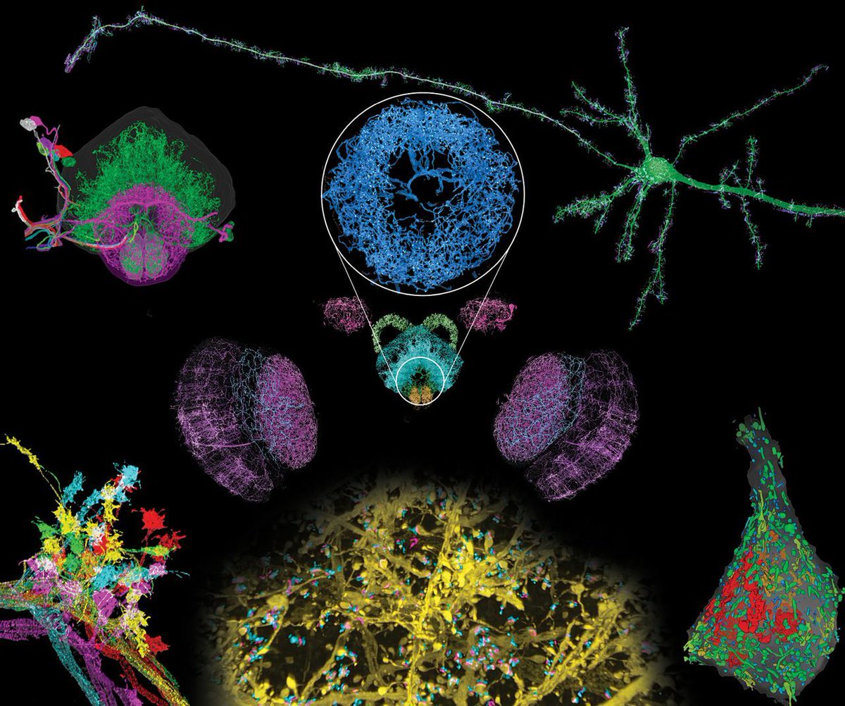 New technique allows rapid whole-brain imaging with molecular contrast and nanoscale resolution bit.ly/2MqU015