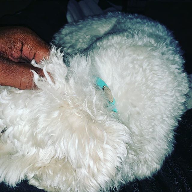 lamarddaniels's tweet photo. My fur ball!! #coco #boutthatlife #livingourbestlives https://t.co/IPMnP4VaXH https://t.co/8BuXSkbfjB