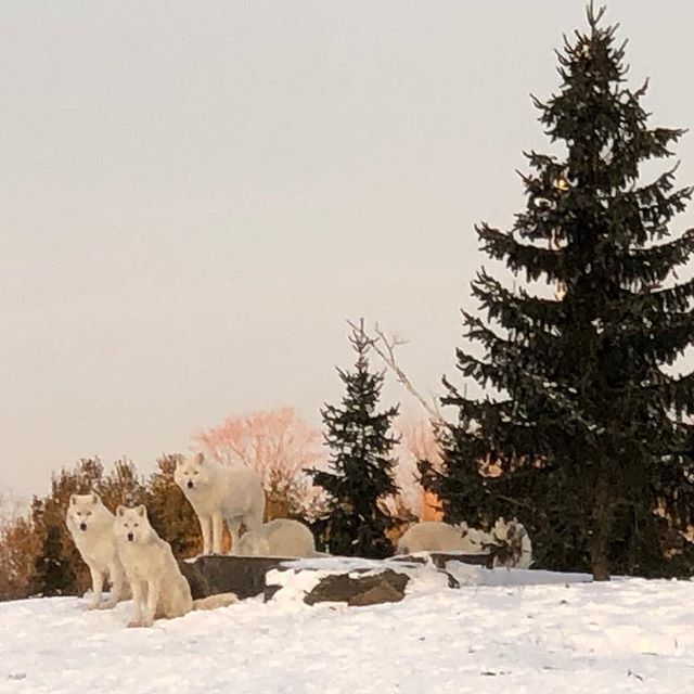 Dolf_DeJong's tweet image. What #winter??!!! #arcticwolves @thetorontozoo enjoying the #cold spell in #YYZ - glad someone is! #yvr softened me up!! bit.ly/2FQY8Gs