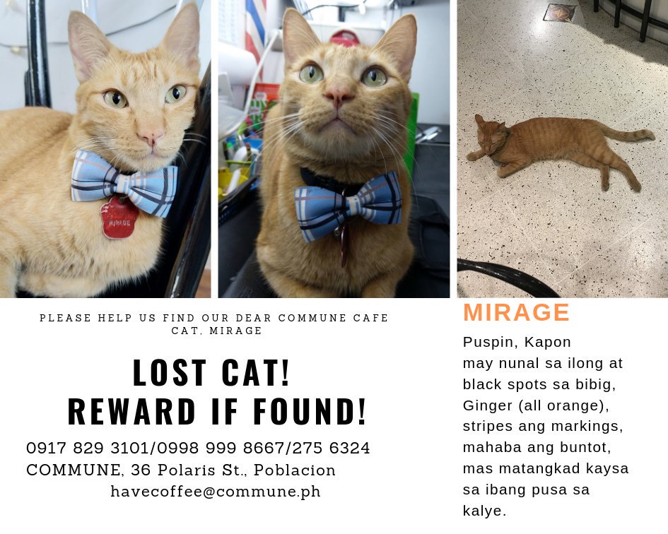 juanxi's tweet photo. #FindMirage one of @CommunePH's resident cats went for an adventure and hasn't been back. It has been 3 days. HELP US FIND HIM! Mirage is a rescued puspin. All orange. Striped. Dark spots on nose. Bigger than street cats. Last seen with collar, bowtie, id tag. Call 09989998667. https://t.co/qYewPO8AvF