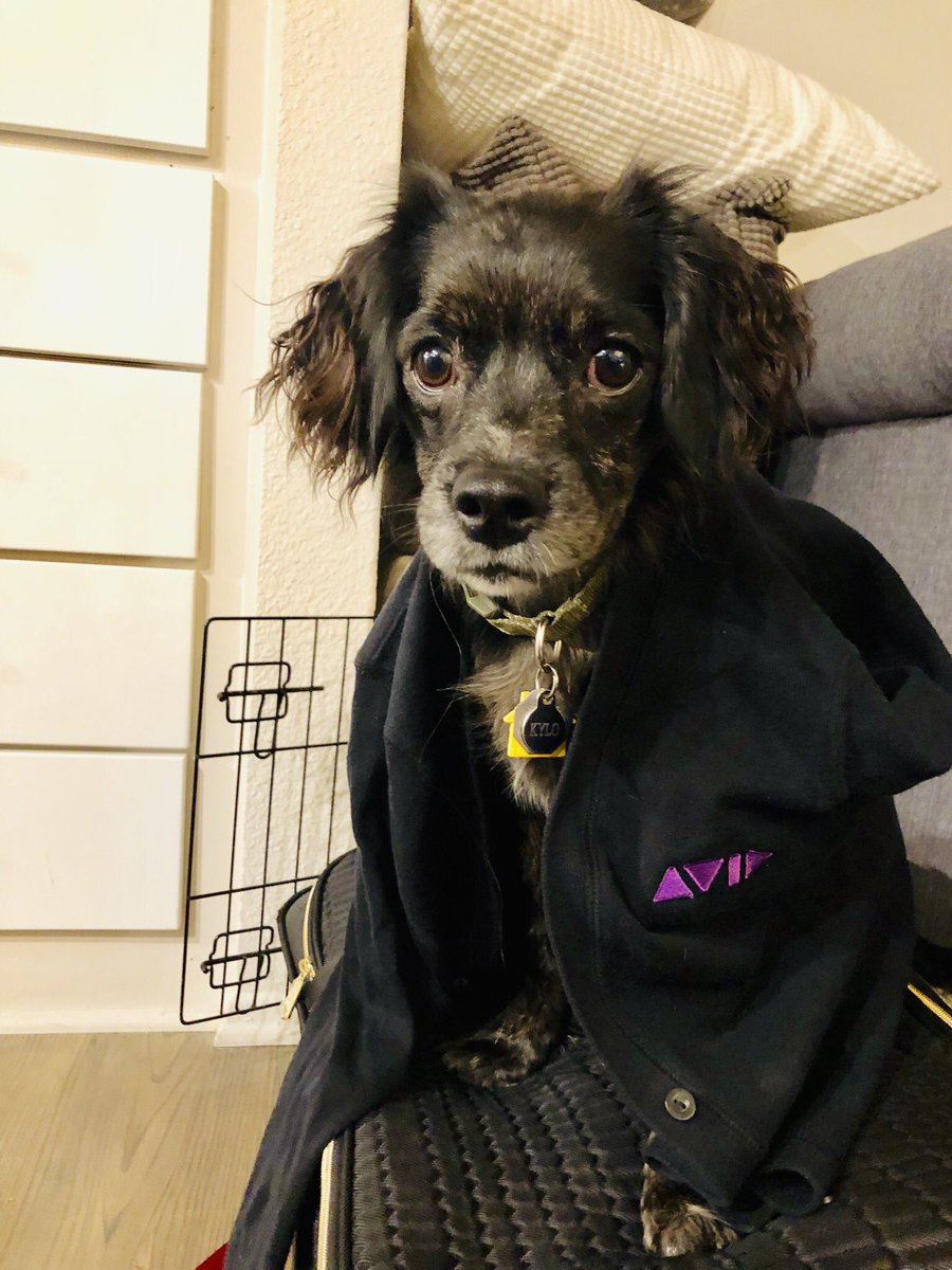 M_Miller24's tweet photo. @Megs25 @bcastlejr @sundancefest @lawlergj @LA_MichaelK @NAMMShow @Avidly_Jordan I know someone who’s jealous he’s not going to either #NAMM or #Sundance 😉 #avid #teamavid #dogsofavid https://t.co/5GjbctATa4