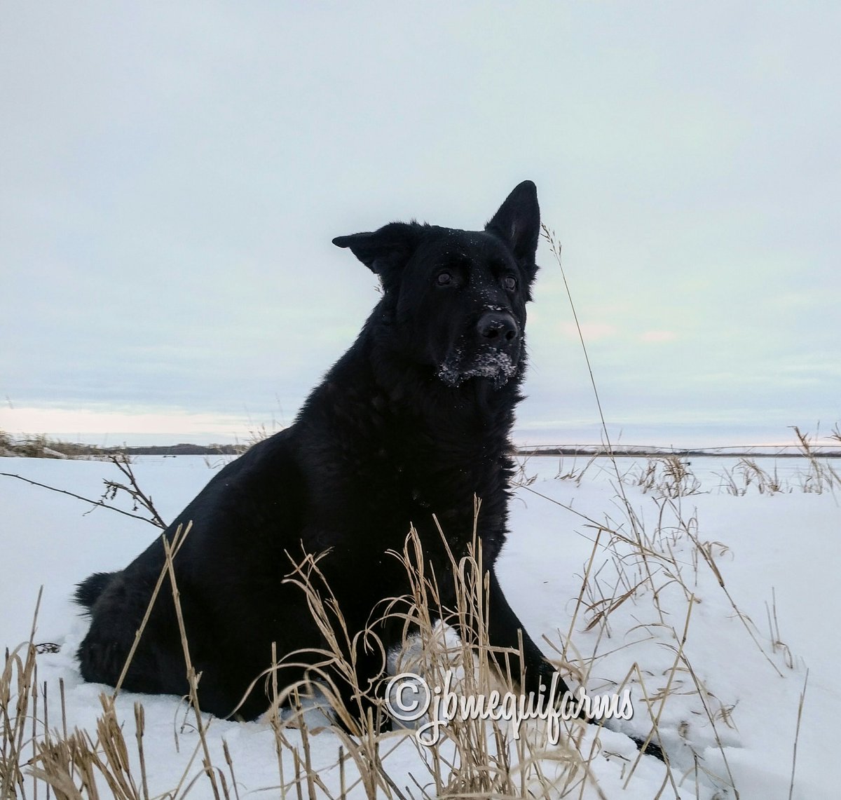 JBMEquiFarms's tweet photo. January 22, 2019 #sunsetaday was pretty grey so got a couple of the Herc - an and I guess a sunset ... even a sliver of one as seen by my mare ππ #equine #dogs #farm #Manitoba #prairie #sunset #winter #ruralphotography #horses https://t.co/93VukR2hh3
