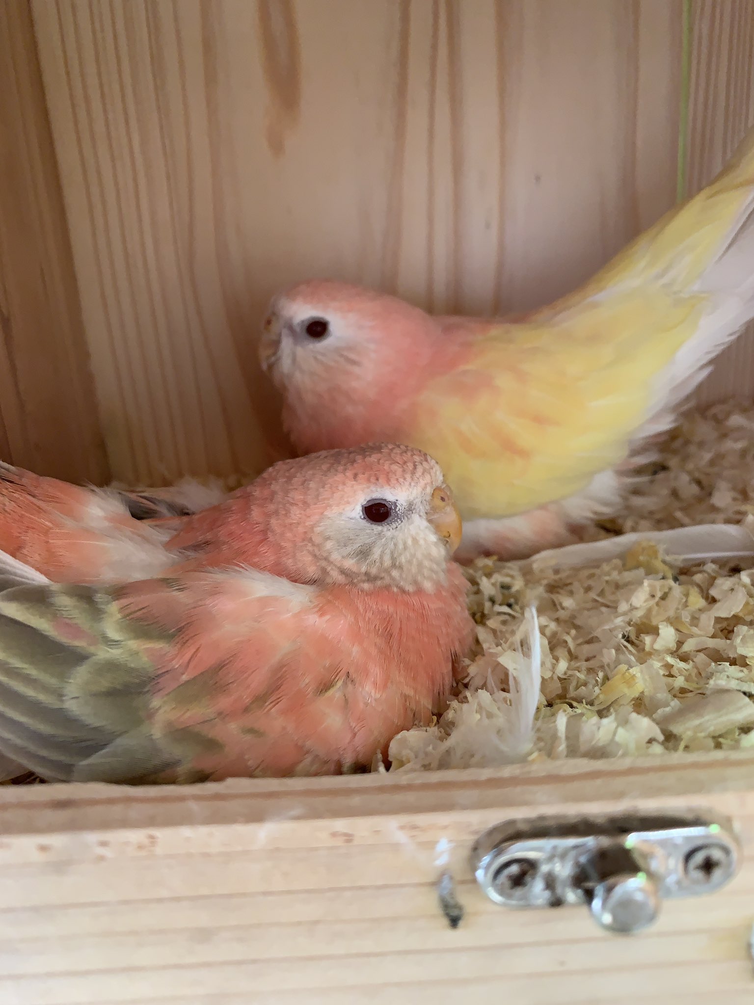 アキクサルチノー Twitter Search Twitter