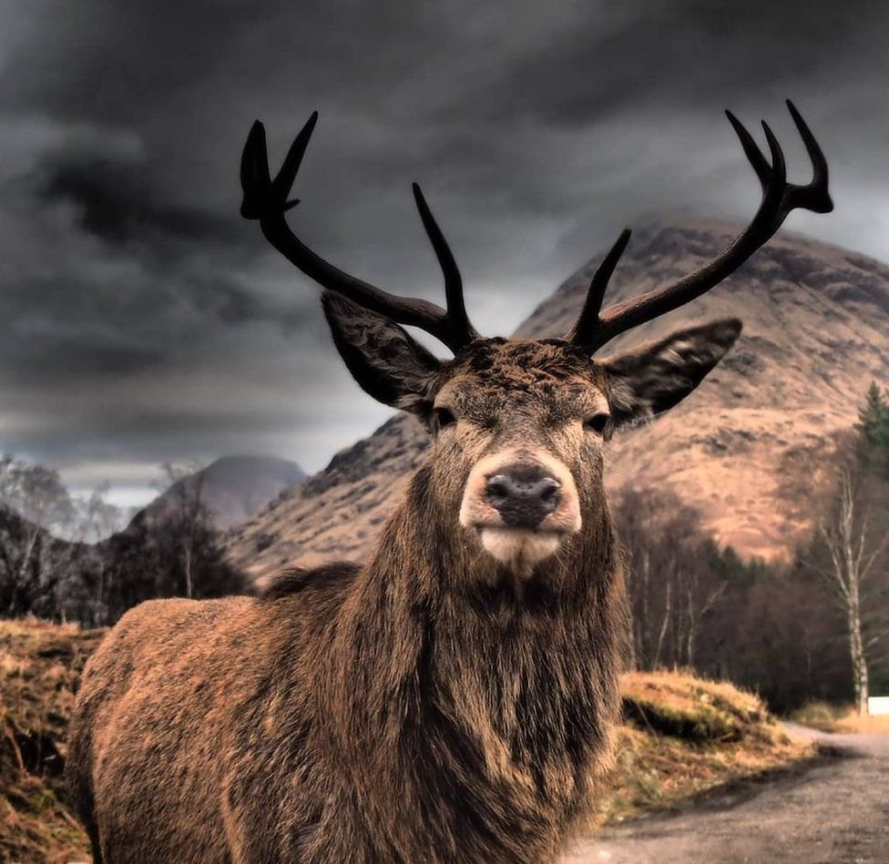 Make sure you stop and meet the locals in the #Highlands!
📷Lisa Williamson
#Deer #Stag #Scotland #ScottishBanner #ScotlandIsNow #LoveScotland #Alba #ScotSpirit #BestWeeCountry #AmazingScotland #TheBanner #ScotNature