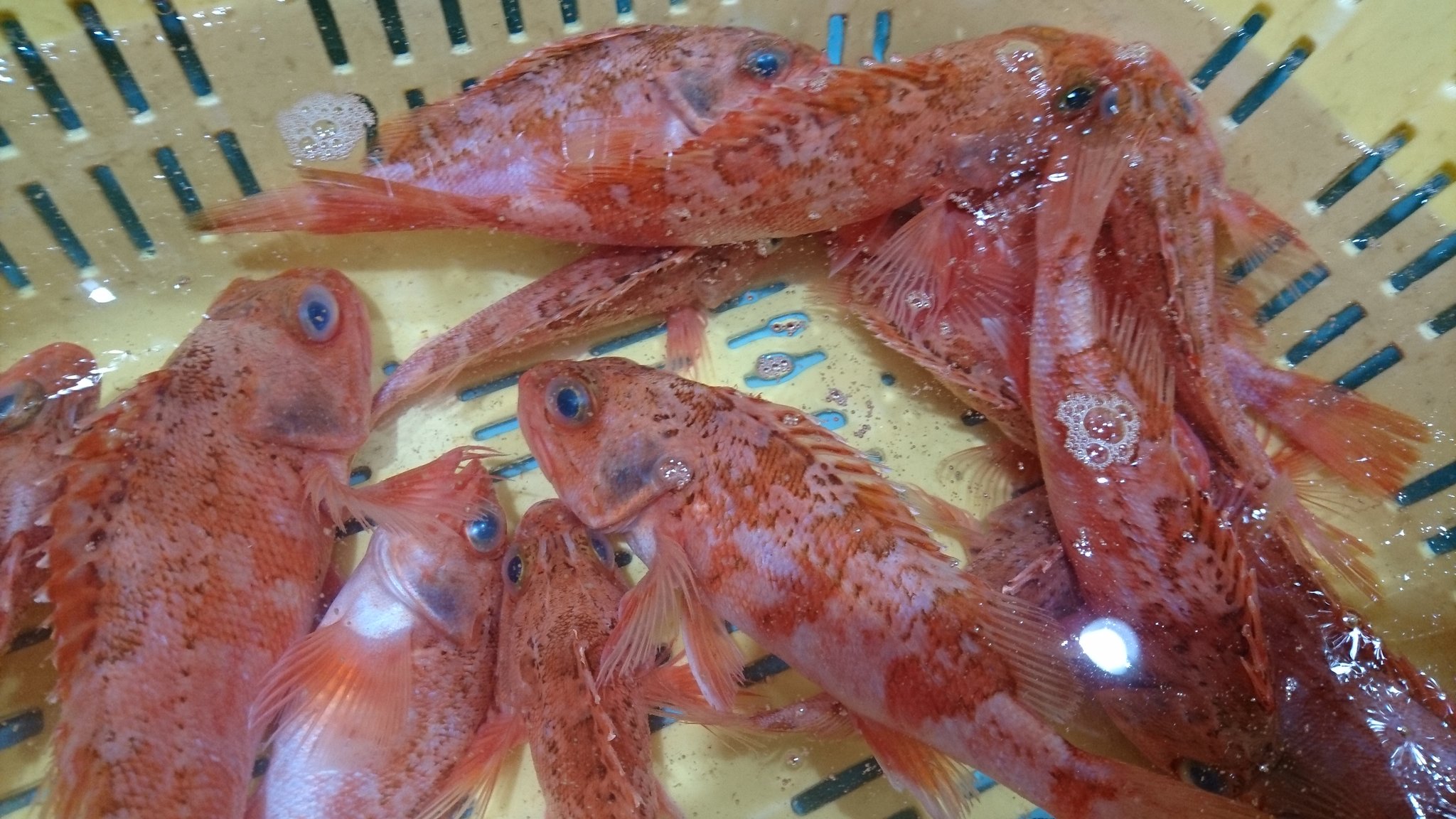 お魚クイズ Twitter Search Twitter
