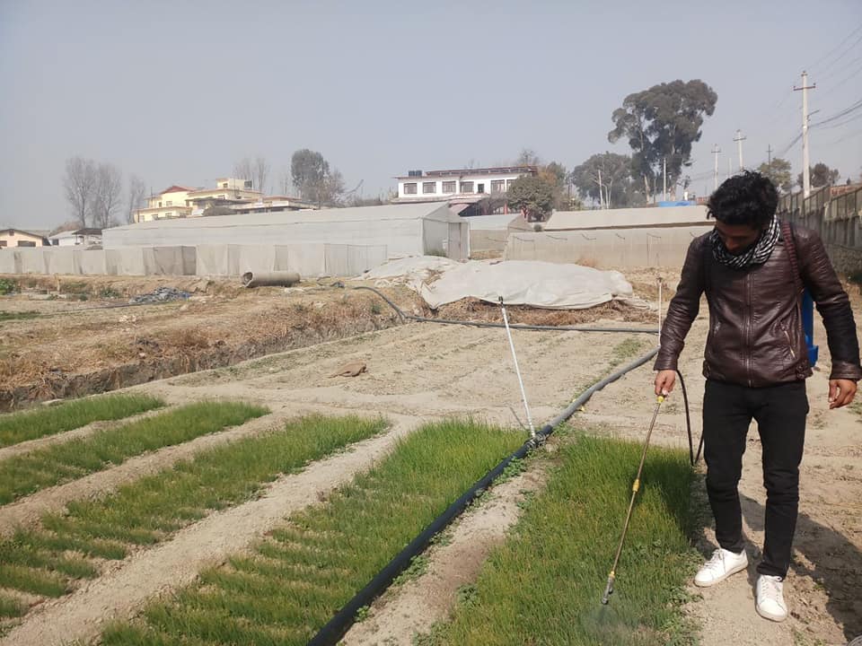 accountlabnp's tweet photo. Our energetic fellow Saroj Burlakoti doing his best to help and learn from Integrity Idol 2018 Arun Kafle, a senior horticulture development officer at Khumaltar, Lalitpur.
@Accountability
#integrityidol #integrityfellowship #being_imandaar https://t.co/Lgl1Nzd0oO