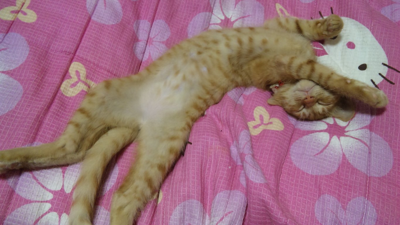 フェリシモ 猫部 猫が液体であるという仮説を検証しています 猫が液体であるという証拠写真をお持ちの方は リプライで送っていただけないでしょうか よろしくお願いいたします Twitter