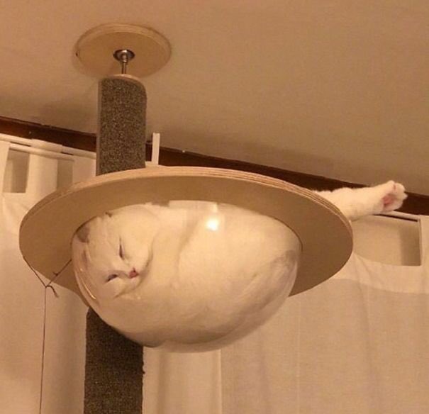 猫が液体である という仮説を証明する証拠写真を募集 証拠画像が続々と集まりリプ欄が天国に Togetter 猫が液体である という仮説を証明する証拠写真を募集 証拠画像が続々と集まりリプ欄が天国に Togetter