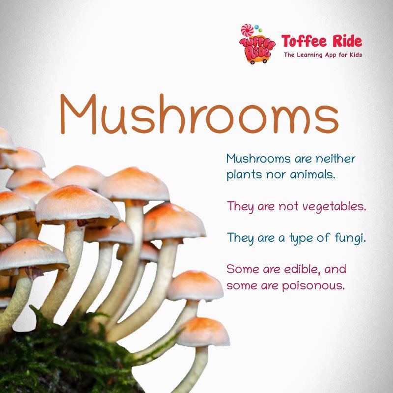 ToffeeRide's tweet photo. We present you some quick facts from Toffee Ride!
.
.
General Knowledge for Primary school kids
.
.
https://t.co/PUfouyBp4l
.
.
#kids #learning #app #gk #elearning #learningapp #toffeeride https://t.co/tyQkVwsvYZ