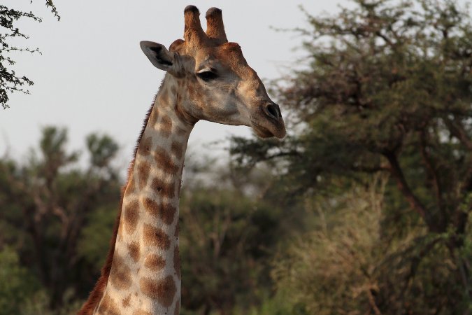 #WildlifeWednesday
7 Facts about giraffe, a blog post by Dylan Smith, head of Tswalu's Dedeben Research Centre
Read the full post here: ow.ly/Jx5H30nnGP6