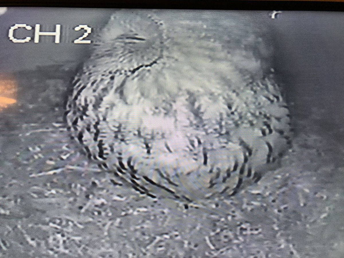 It’s a cold morning and the #tawnyowl is roosting in the barn owl box #wildlife #suffolk #owl #wildlifecamera
