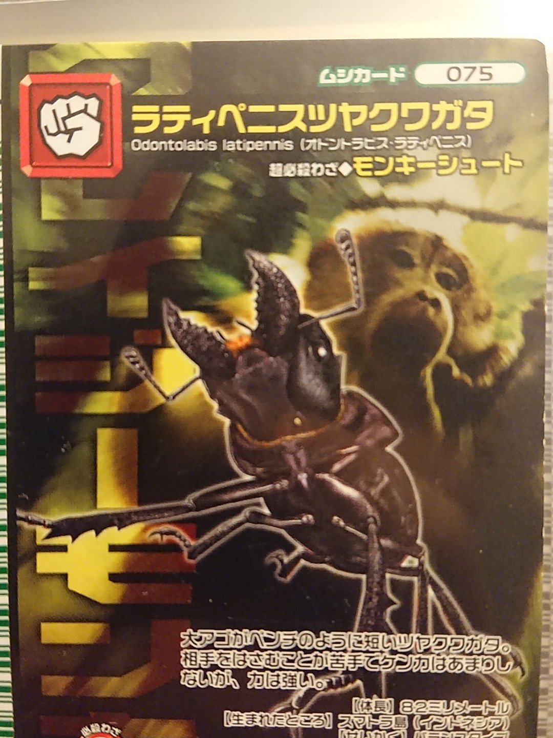 数量限定】 ムシキング シンザンキョウ ラティペニスツヤクワガタ