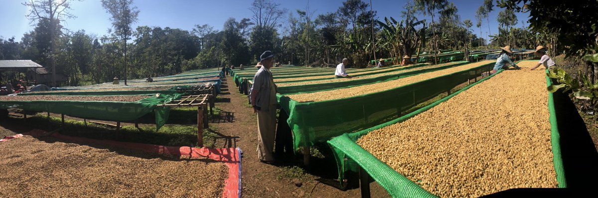 ariel_myintmo's tweet photo. Visiting to Coffee Cooperative which is supporting by Agriterra; together with GIZ! #GIZ #agriterra #myanmar #coffeeislove #coffeeislife https://t.co/tePrpJZaxh