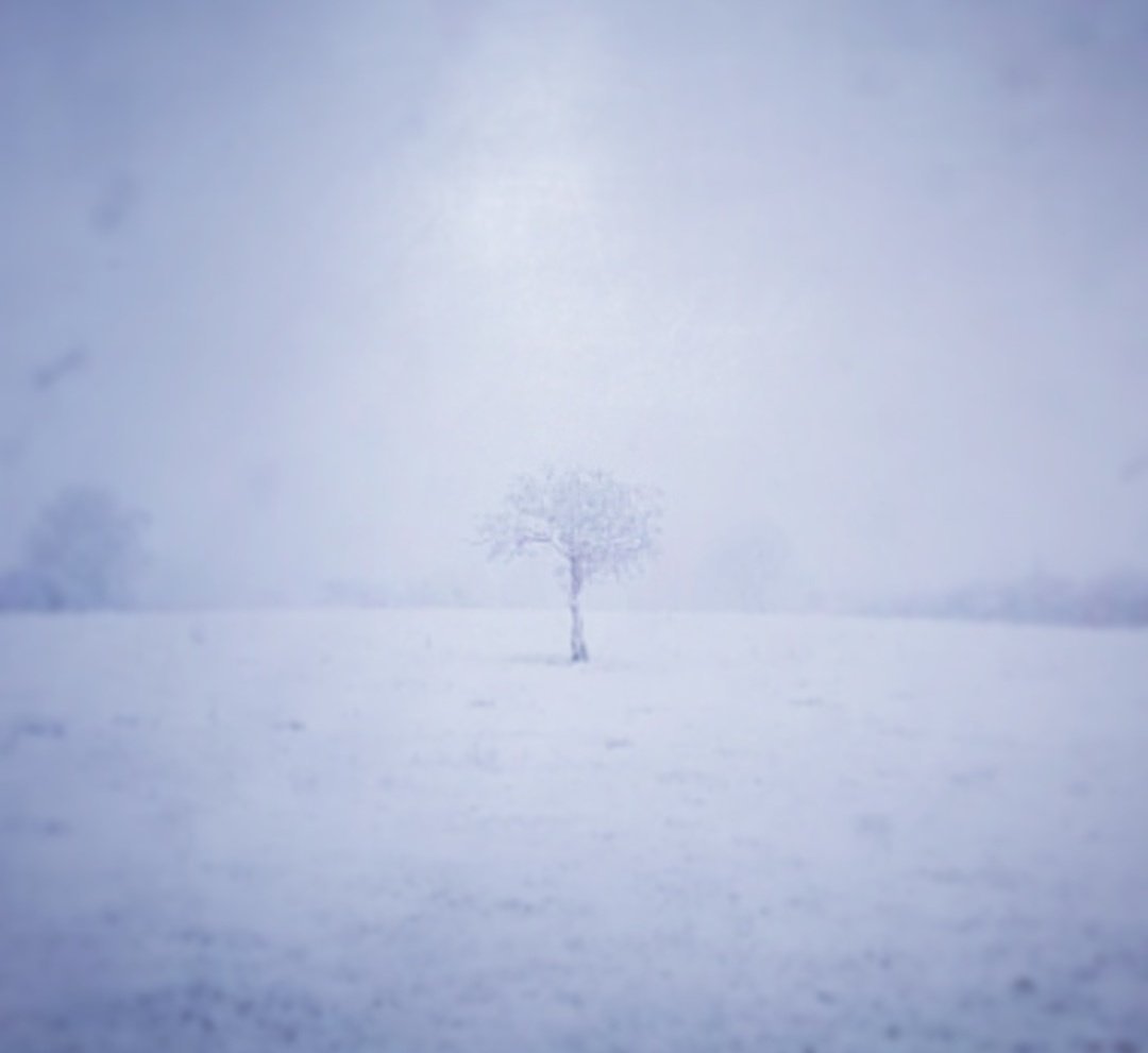 hotmilkforge's tweet photo. Our Fairy Tree last night, I say our but I wont be messing with it, it belongs to the fairies, would you? #Snow #ice #hotmilkforge #artistblacksmith #irishblacksmith #irishartistblacksmith #fairytree #fairy https://t.co/9hZBFwlT8e
