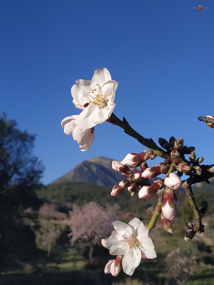 Recorriendo algunos parajes y senderos de #SierraEspuñaPR 🌄 puedes disfrutar de la #floración del almendro 🌸 ¡Huele 👃 y observa 👀 sus maravillosas #flores 😍!