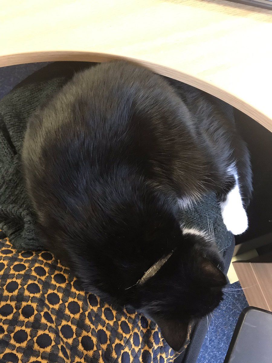 toriexplores's tweet photo. A very cold foggy morning at @DaresburyLab ...but at least I have #LolaTheLabCat to keep me warm π» https://t.co/dNr8vRHJfm