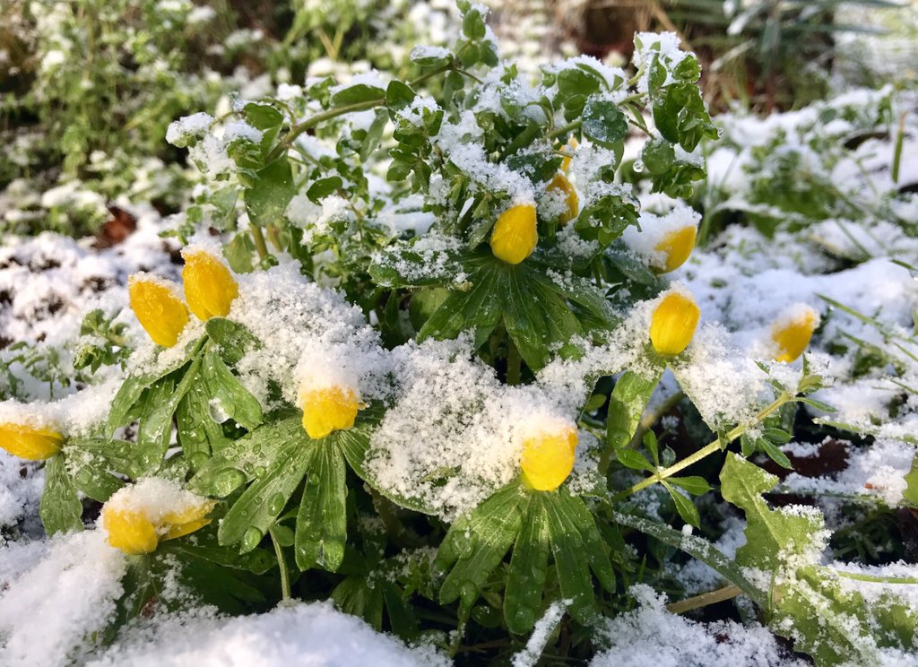 Robert Macfarlane on Twitter "Word of the day "aconite" one of the