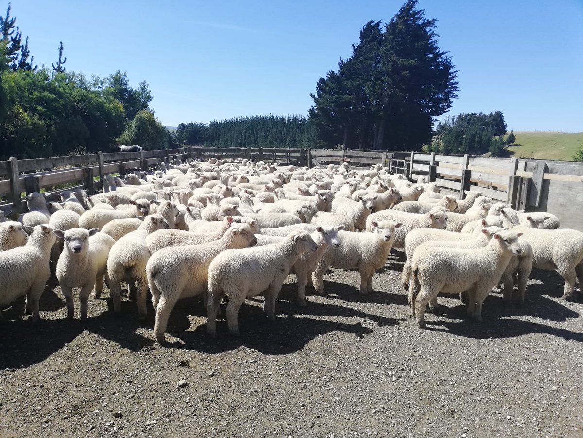 TheWonkyParsnip's tweet image. Farming in New Zealand back in few months when it warms up!!