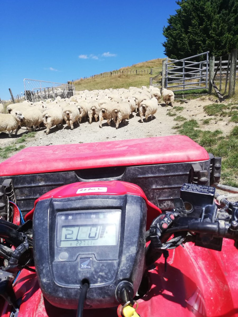 TheWonkyParsnip's tweet image. Farming in New Zealand back in few months when it warms up!!
