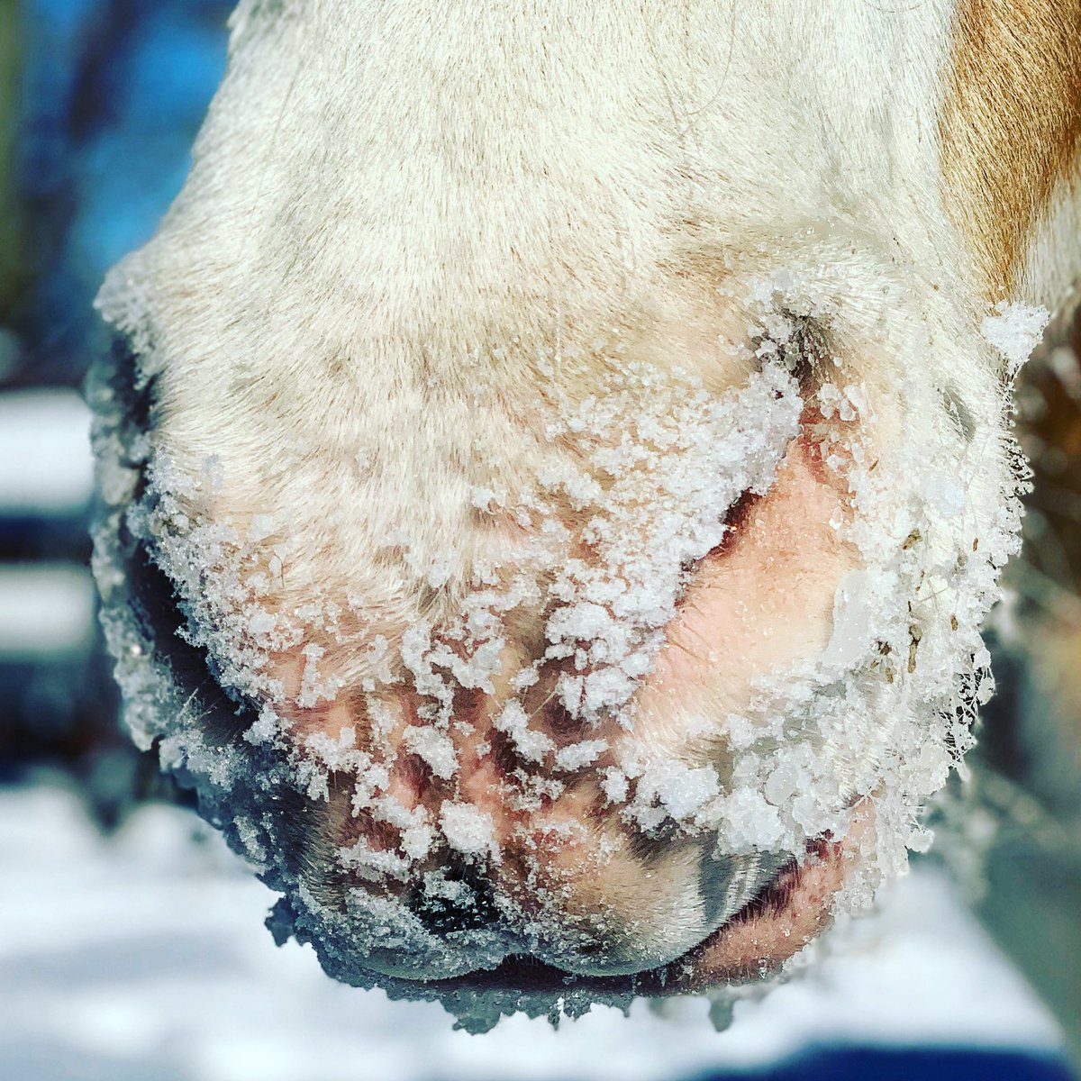 CheffCenter's tweet image. Another day, another closing! CHEFF IS CANCELING CLASSES today, Wednesday, January 23rd due to weather/road conditions.  Another reminder that we cancel with Gull Lake Community Schools for weather/road related closings.  Stay safe and warm everyone!