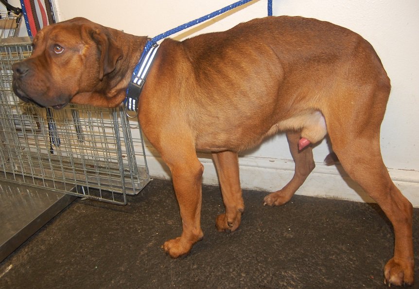 HarryHelp4's tweet photo. Photos of when the police found me #ddb #animalneglegt #doguedebordeaux #kingslynn #norfolk #pdsa #CrueltyFree #cruel https://t.co/hRFL7JWbMy