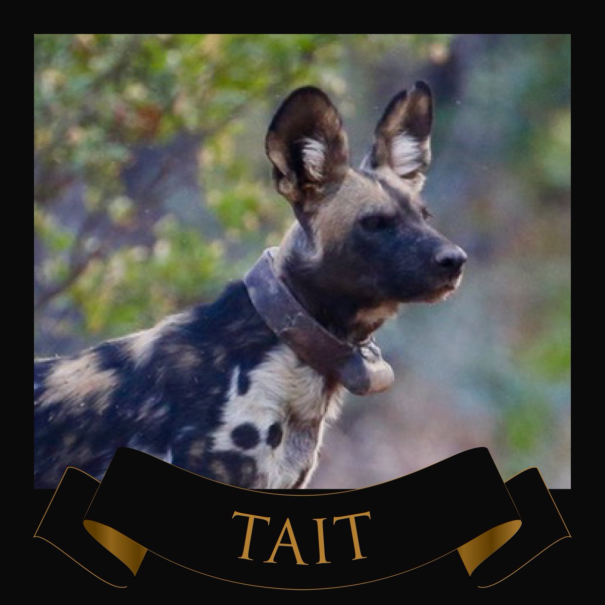 PW_Conservancy's tweet photo. #Tait from the #Dynasties story of the #paintedwolves of Mana Pools in #Zimbabwe was one of the most successful painted wolves ever, with 280 wild dogs recorded in her own bloodline - an exceptional legacy! #Paintedwolfconservancy Read more here: https://t.co/DHxwZx0qXd https://t.co/2IQEoQ61XW