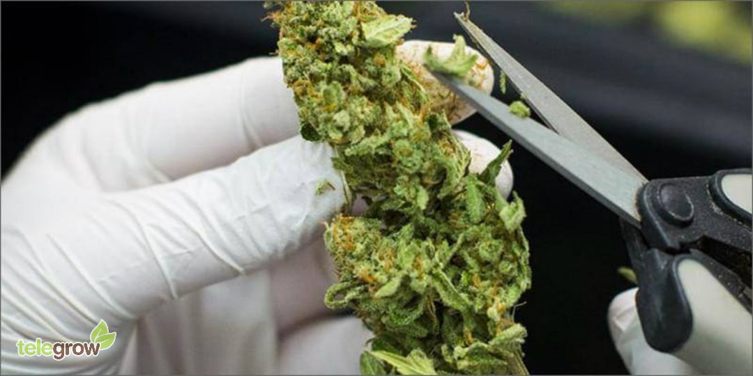 telegrow's tweet photo. Cuando nuestro cultivo llega a su fin, nos queda la reconfortante tarea de manicurar, secar y envasar nuestra cosecha. 😍
En @telegrow_com tenemos una gran variedad de productos para este momento tan ilusionante... https://t.co/cdp4Yb9dYu https://t.co/x691uGLQzy