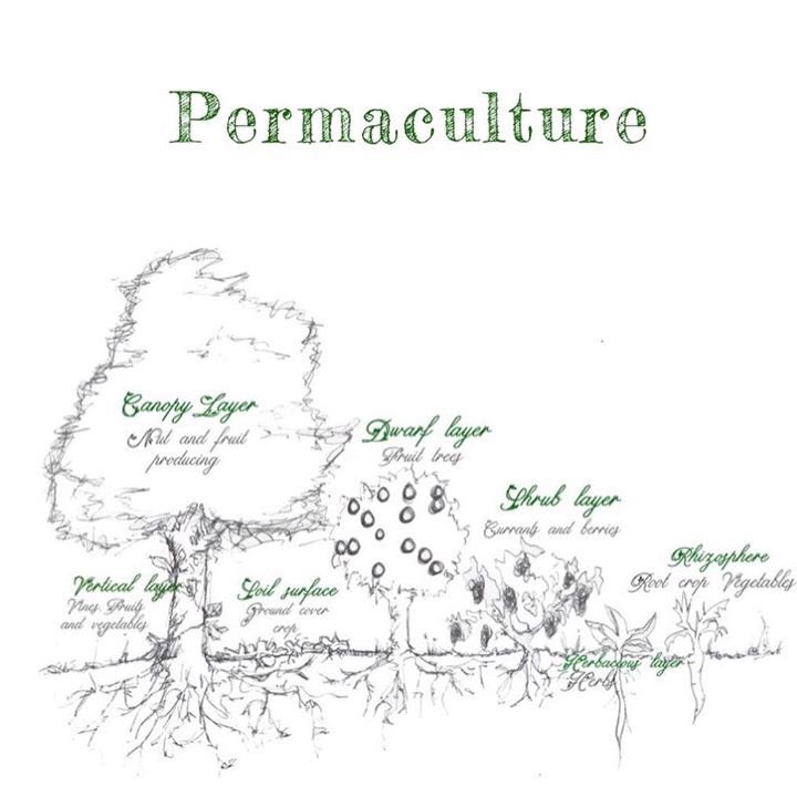 The Food Forest Project tweet media