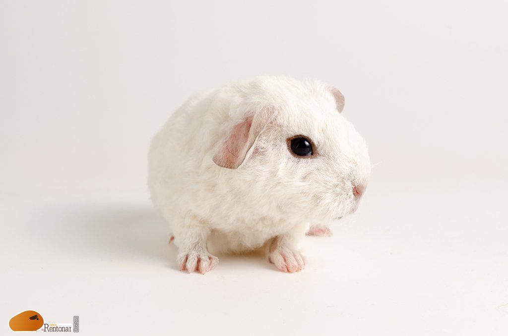 CobaisRentonar's tweet photo. Y hoy la hermanita de los otros tres, ella es Desdémona del Rentonar, blanca como la nieve. Nacida el 11 de Enero de 2019.
#cobaisdelrentonar #cobaya #guineapig #guineapiglove #guineapigofinstagram #cavia #cavies #caviashow #caviario #cobi #cobis #marsvin #usteddy #caviaspain https://t.co/NpXN69xvMh