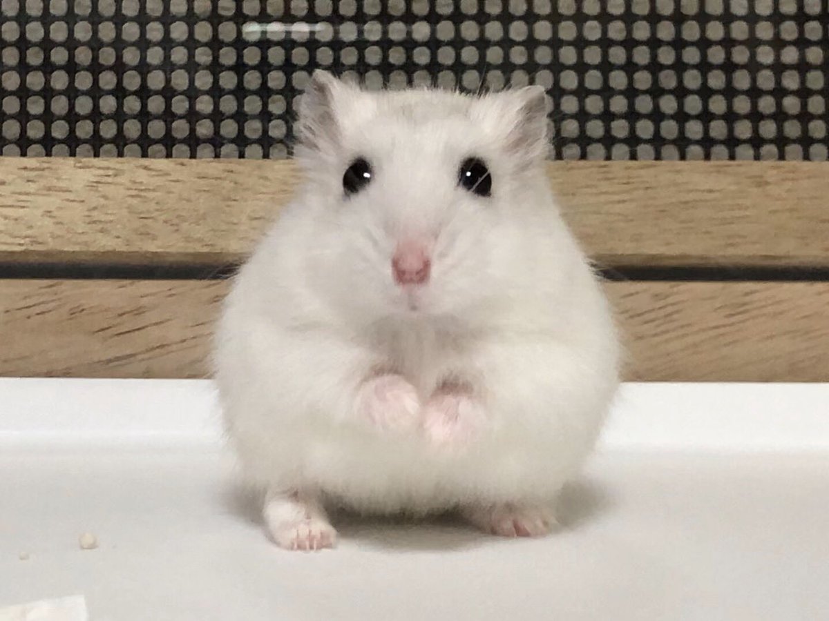 このタグ見た人は持ってる画像で戦闘力低そうな画像を貼れ にお