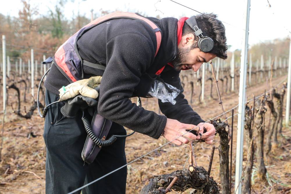 Tailler et attacher les vignes, une par une, pour qu’elles produisent le meilleur... #HIVER2019 #vinbio