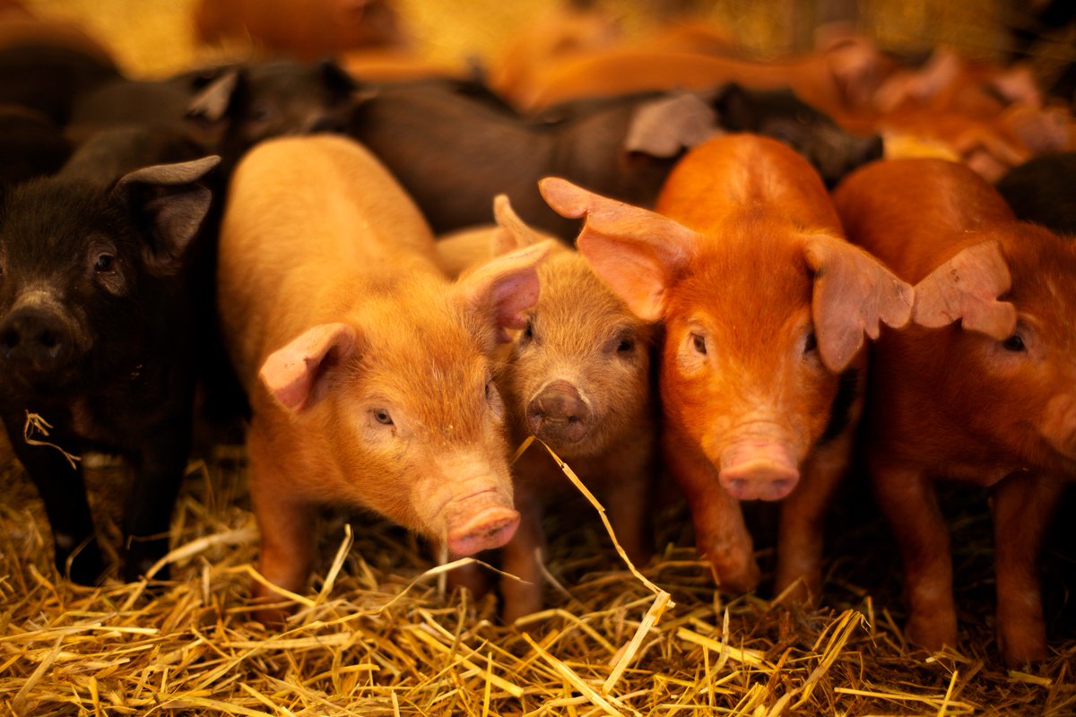 ProfetaFarms's tweet photo. Have you ever seen something so adorable? #happyanimals #FarmLife https://t.co/znMWZsqlYi