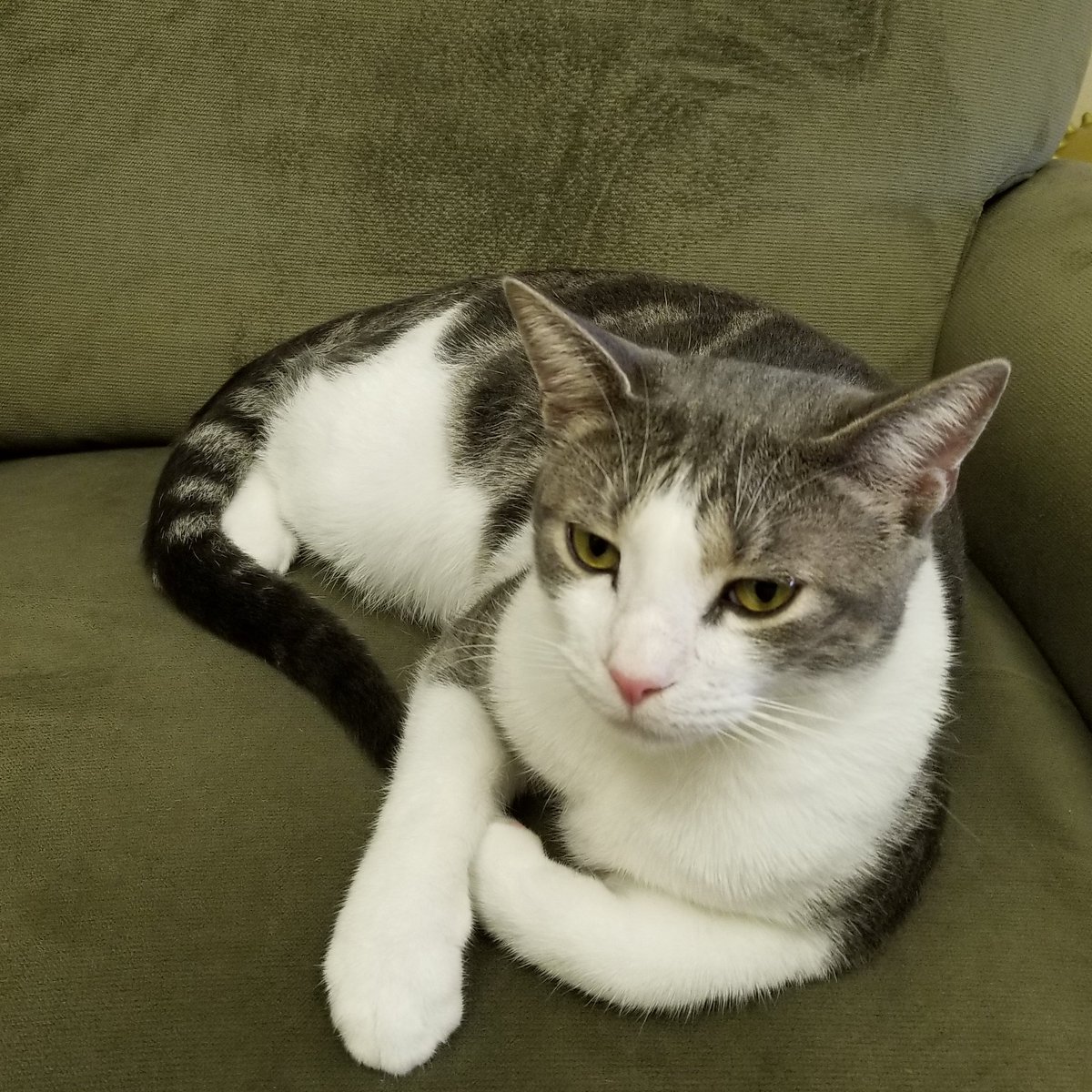 TLHElderLaw's tweet photo. Tip of the day from our Head Purr-a-legal: No one can make you feel inferior without your consent. #wednesdaywisdom #lawyerlife #wisdomquotes #bethebossofyou #Kittens #lawyers #catsofinstagram https://t.co/IaOLYdF9s1