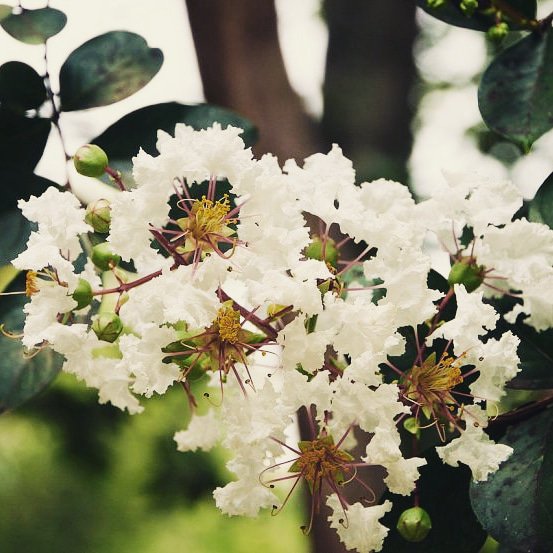 SpaciosV's tweet image. #Arbol #legerstroemia, en flor. 
Enero/Marzo
1,50 mts 

✅proyectamos tu jardin/parque
👉 seguinos @spaciosverdes 

#diseñodeexteriores 
#parquizaciones
#Sist.Riego