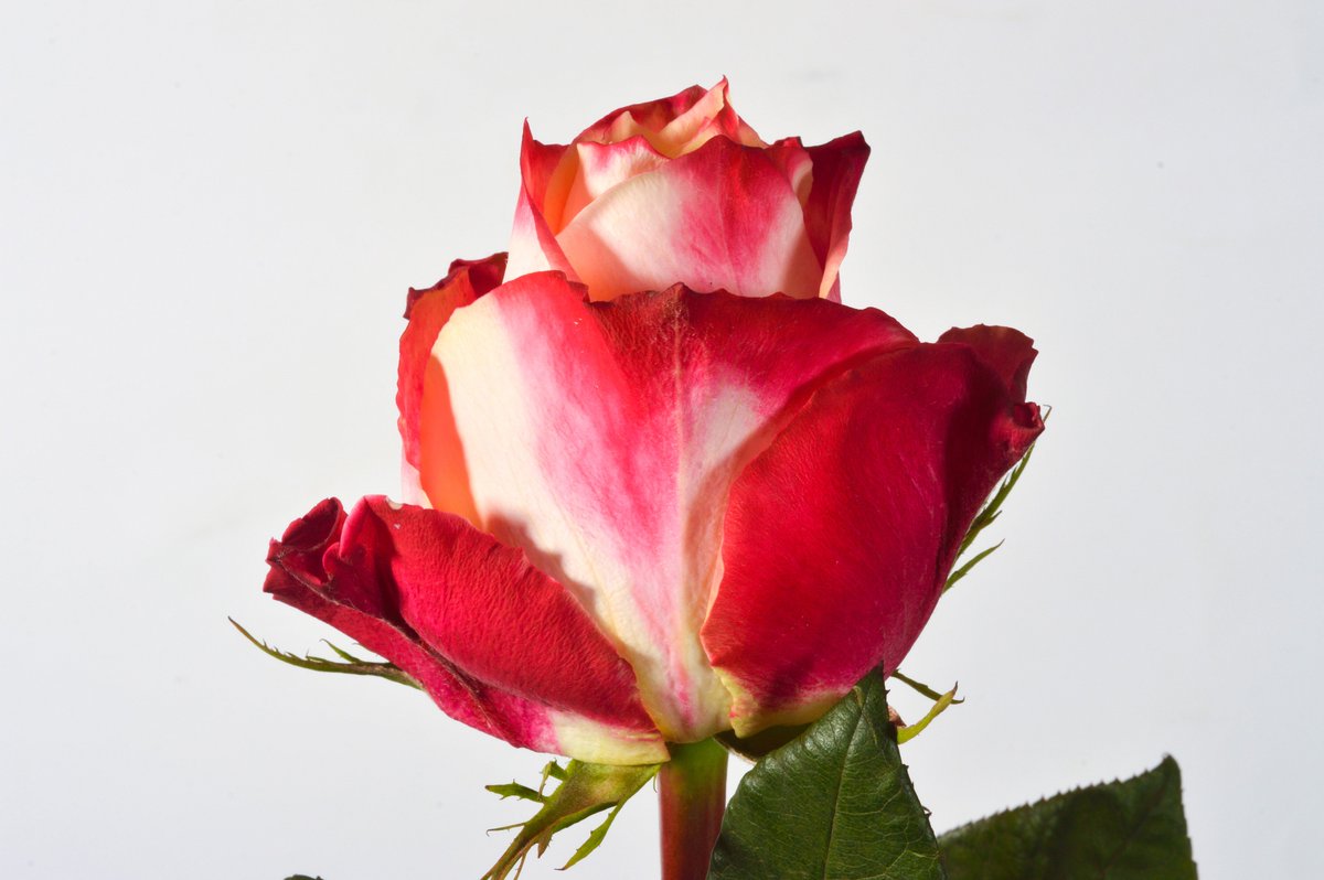 pjdaveflowers's tweet photo. A rose for Every Emotion. Great Valentine offers now on. Visit https://t.co/shICWFF58R @pjdaveflowers @ltsvdaycards @FarehamFlorist #redroses #loveroses #wholesaleroses #freshcutroses #cutflowers #KenyanRoses #Premium #BigheadRoses https://t.co/lAjmq6UiiB