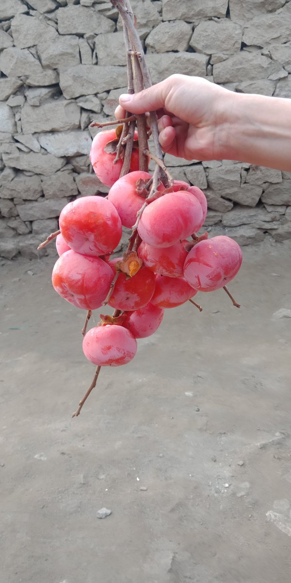 Waqas14745130's tweet photo. @querido_reina @Golden_Stick678 famous fruit #Amlook
from #Gilgit_Baltistan https://t.co/X7sTj3YKtI