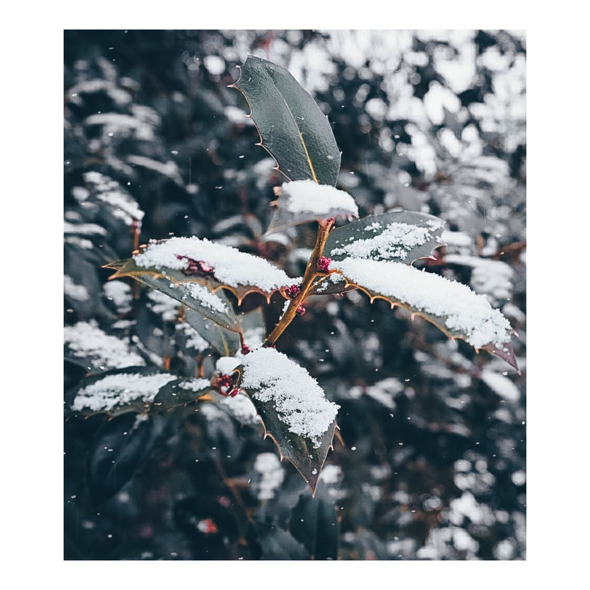 TweetingBlock's tweet image. I took a little stroll through #JosaphatParc during #LunchBreak. #FirstSnow  #Fujifilm #FujifilmXT3