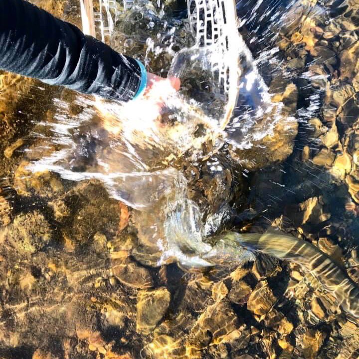 Did you know that the rainbow trout is Montana’s only trout species whose range includes the entire state? 
Since 1978, landowners have partnered with NLR to protect over 1,700 miles of Montana’s waterways. 
#wildlifewednesday #keepemwet #fishtales
