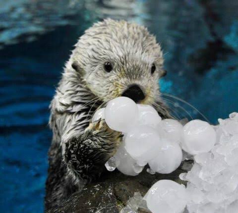 たかやす れ な Sur Twitter あー むりしんどい かわいい らっこ ぼのぼの 水族館 らっこすき