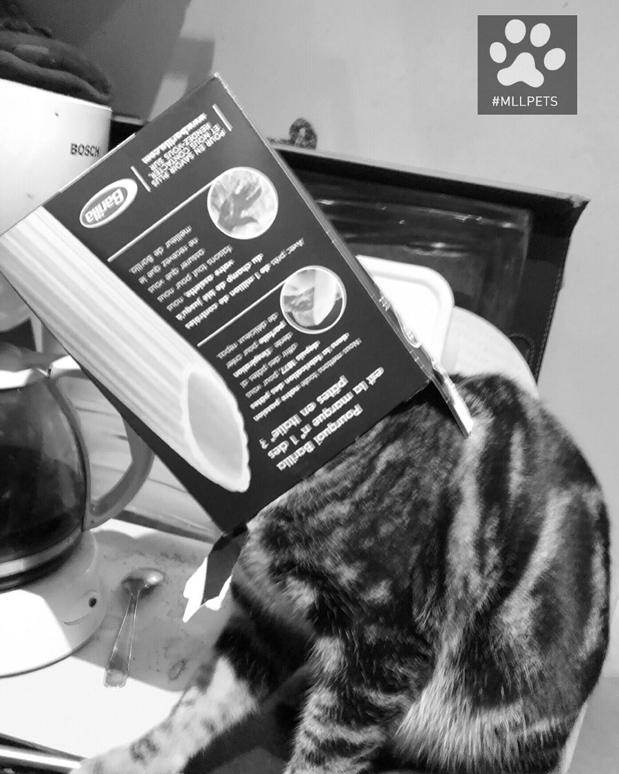 mllpets's tweet image. 🥡lovely #cat Johnson loves #barilla🥡

🐾#mllpets🐾

🐾 watch my gallery Instagram 
➡️ instagram.com/mllpets/

🐾 watch my video Youtube 
➡️ youtube.com/channel/UCSWql…