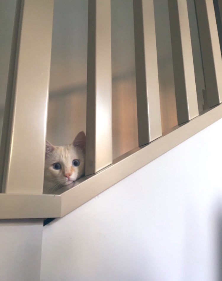 curiositykilltc's tweet photo. #CatsOnTwitter #crazycat #CatsAreCute #cats #catsofinstagram #face https://t.co/ZE6IA9j1Kh