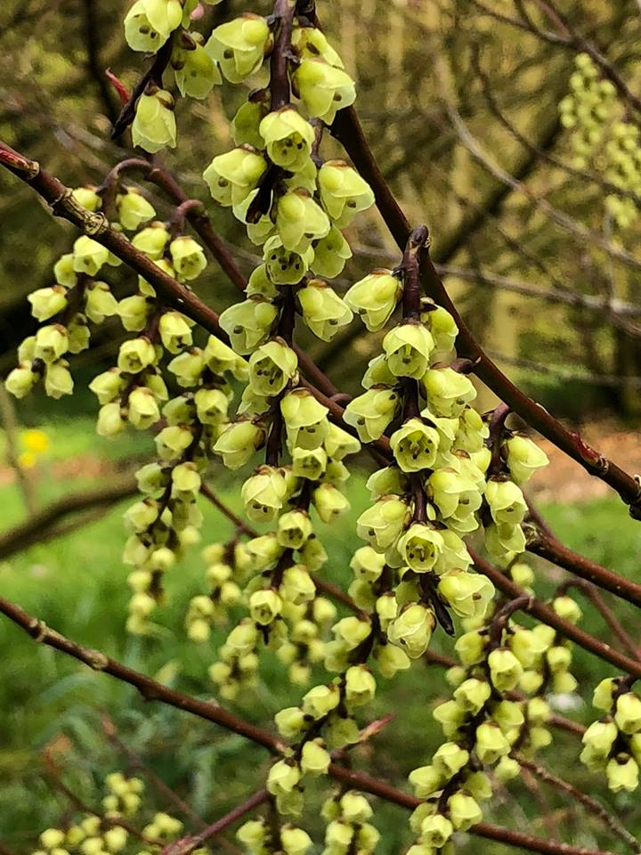 Holker Hall tweet media