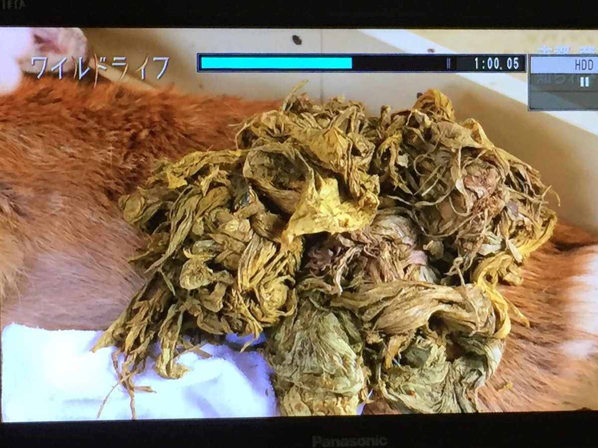 ナラのシカコさん On Twitter 死んでしまった鹿の胃から出てきたもの これは人間が捨てていったゴミが消化されずに残ったものです ビニール袋や紙類 少しでも食べ物の匂いがついていたら鹿は食べてしまいます ゴミはお持ち帰りしてや ワイルドライフ