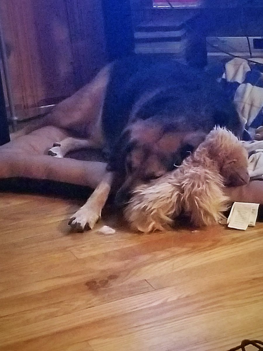 BuseytheDog's tweet photo. @dog_feelings We agree! https://t.co/2JU8P0OSch