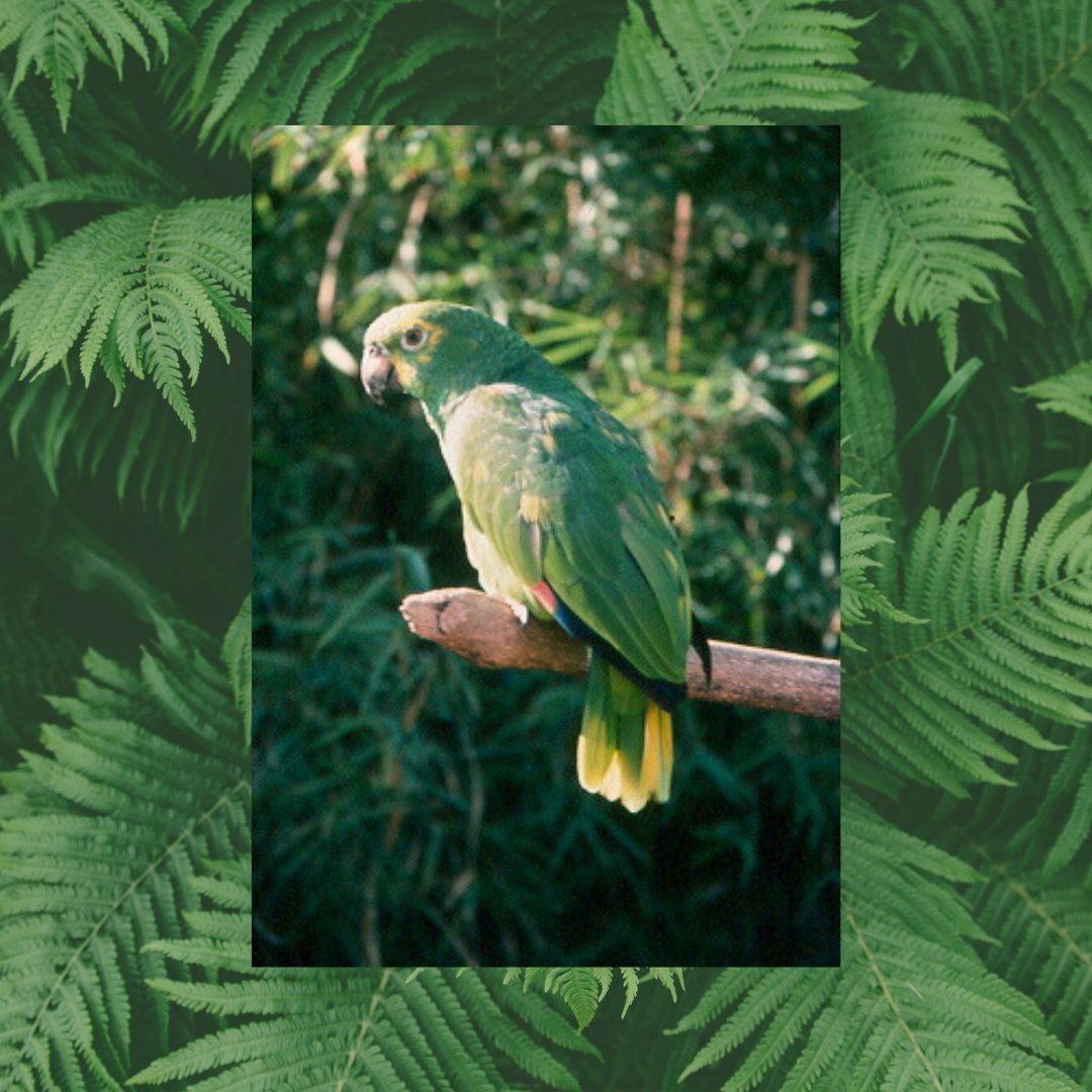 WPT_UK's tweet photo. Yellow-crowned #Amazon (Amazona ochrocephala) is found in well-wooded areas, humid forest, forest margins or clearings in North-eastern Brazil.
Find out more about this species: https://t.co/wVFB2QmHwf
#amazons #parrots #wildtrade #conservation #habitatloss https://t.co/8dpq6Krqpf