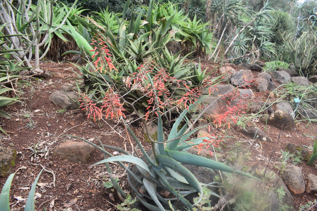 Ea Herbarium On Twitter A Likely New Species Of Aloe Collected