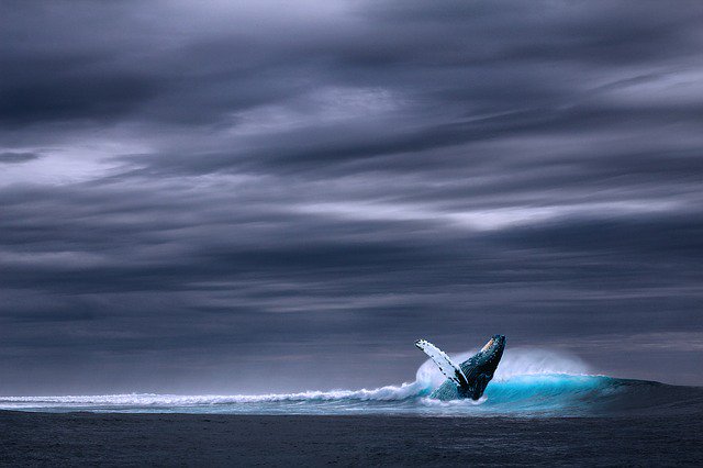 Happy #WhaleWednesday