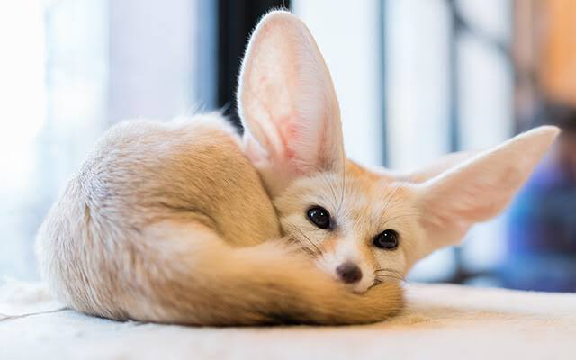 はっち ジンが履歴書で ナムジュンを動物に例えるとフェネック と書いていたので ジョングクがラプモンを例えたチベットスナギツネ の仲間かと見てみたら あまりの可愛さに固まりました ジンはラプモンを可愛いと褒めがちですが こう見えてるなら仕方